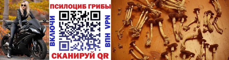 Псилоцибиновые грибы мицелий  где купить наркоту  Воткинск 